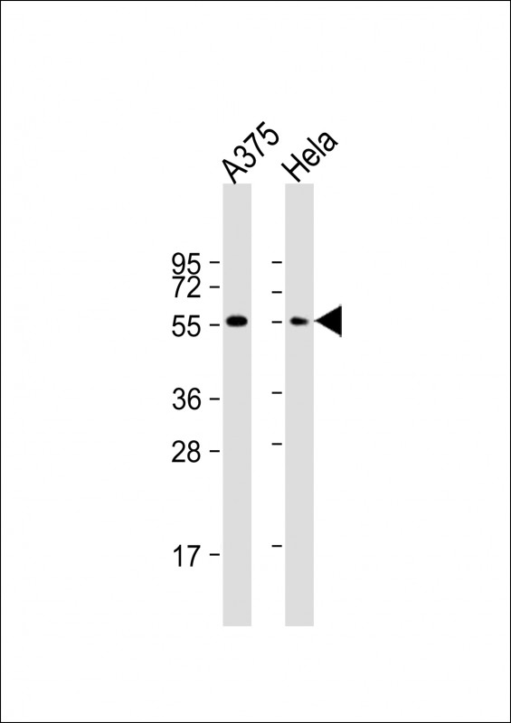 PTRF (N-term)