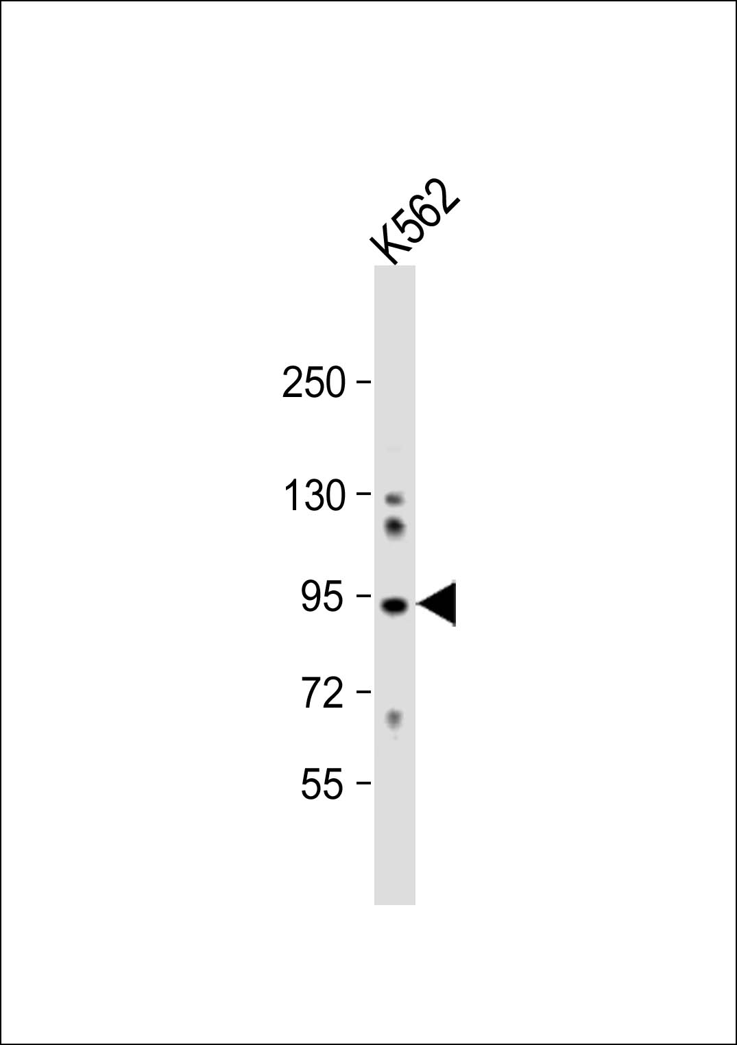 COG4