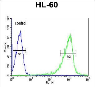 Rabbit Polyclonal Antibody to CAPZA1 (N-term)