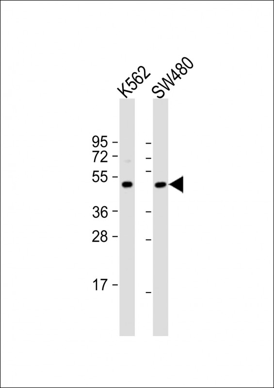 STYK1 (N-term)