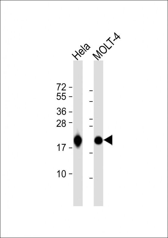 RPL18A