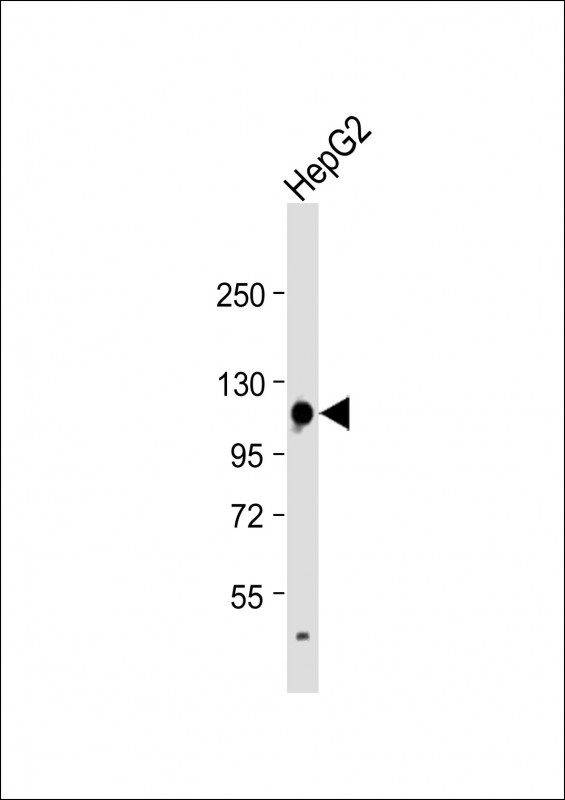 GLDC (N-term)