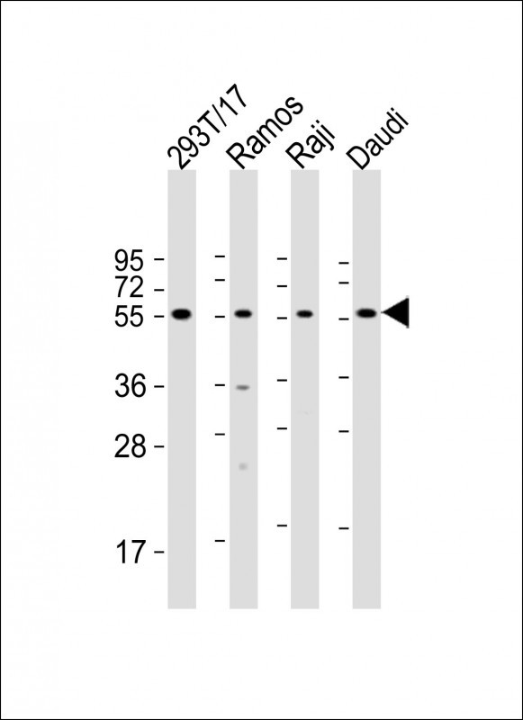 FCRL4