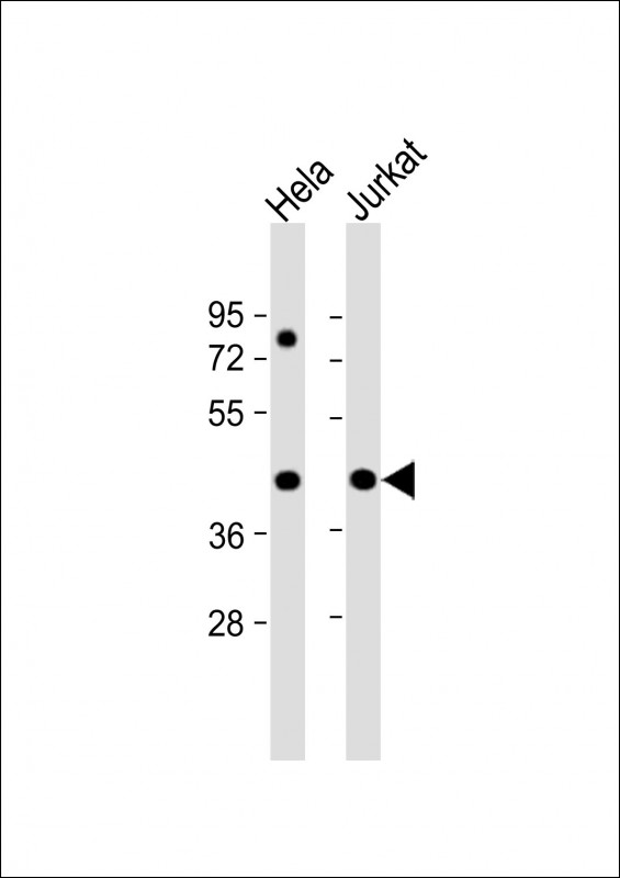 PR38A  (C-term)
