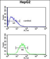 Rabbit Polyclonal Antibody to PR38A  (C-term)