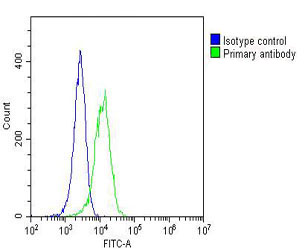 Mouse Monoclonal Antibody to GARS