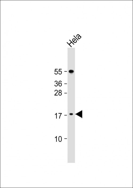 LSM7