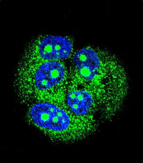 Rabbit Polyclonal Antibody to MBD3L3