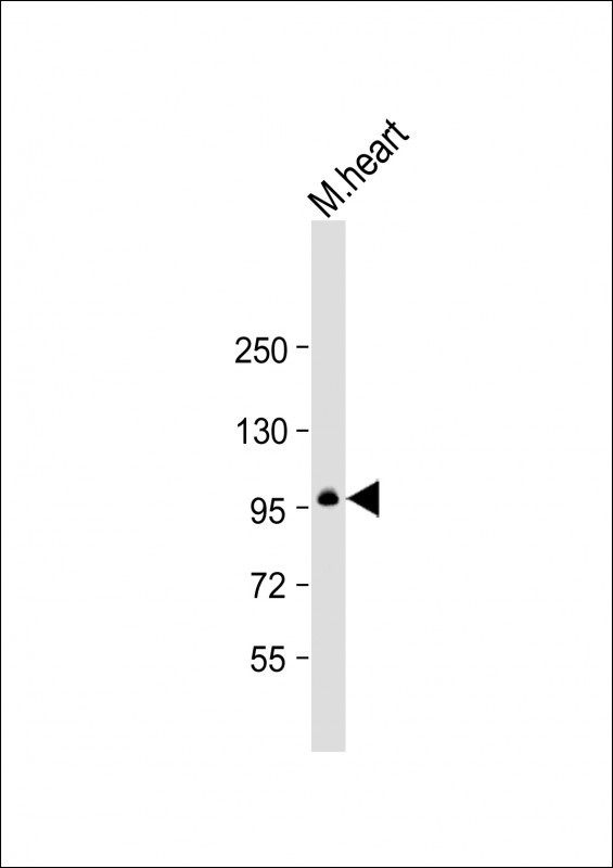 Mouse Mylk3 (N-term)