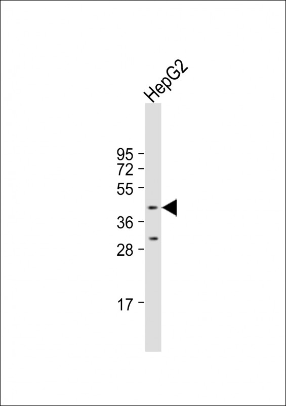 LDB2