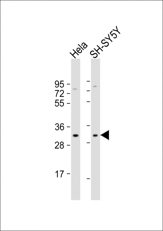 Connexin 31