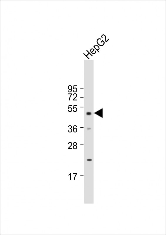 DNAJA2 (N-term)