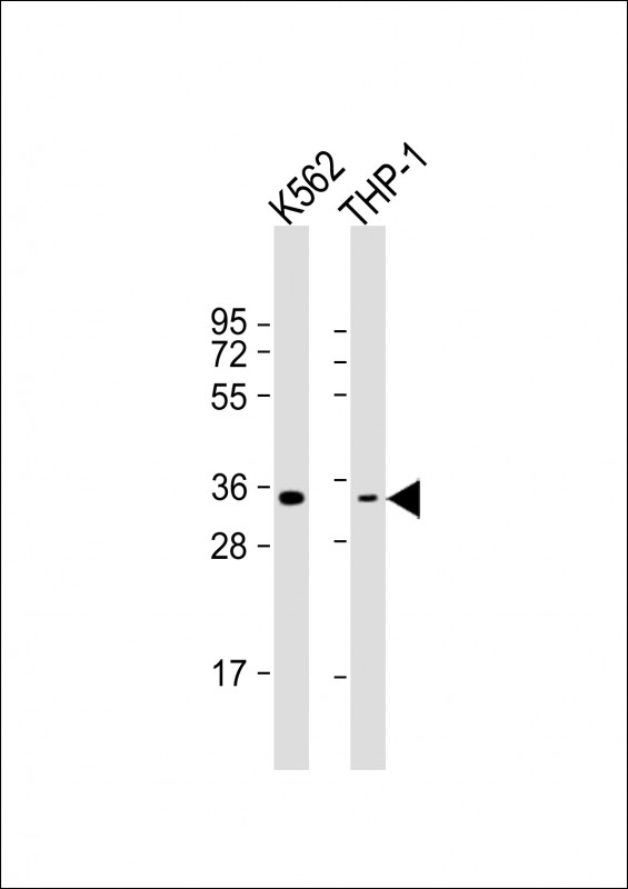 OR1F1  (C-term)