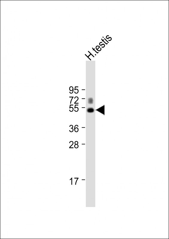 GL54D