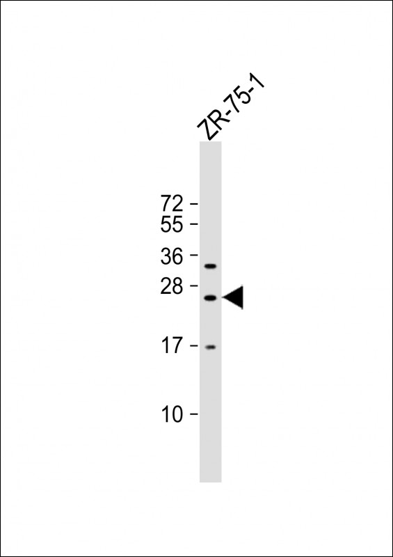 KLRF2 (N-term)