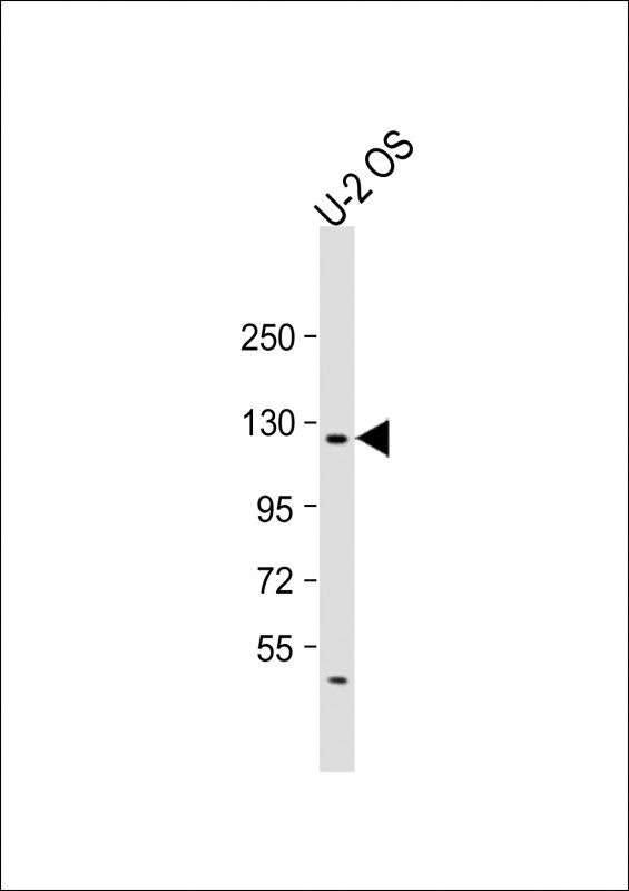 LIFR