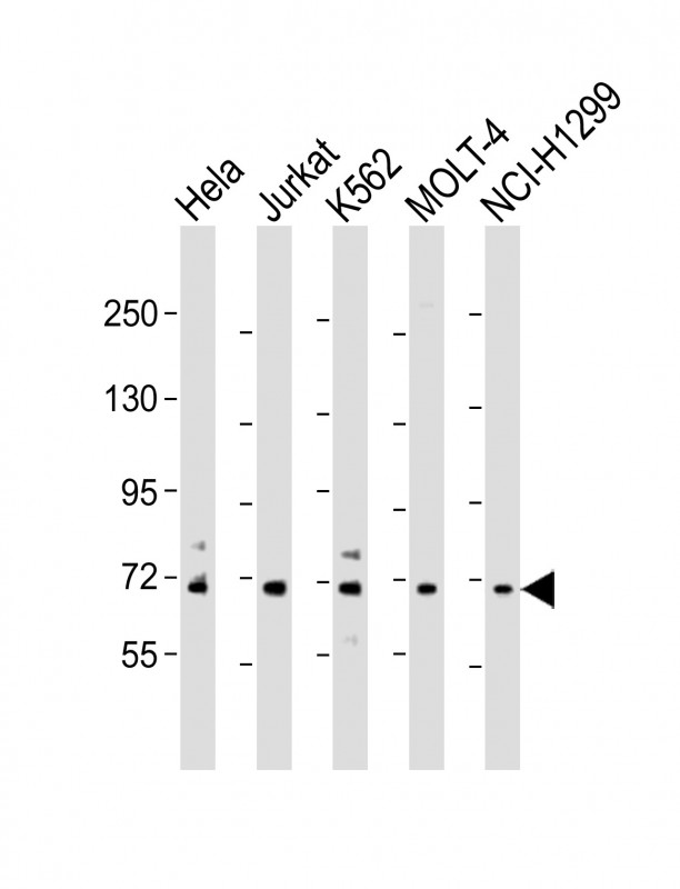 NUP85 (N-Term)
