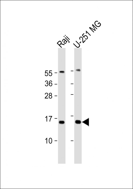 NT5C (N-Term)