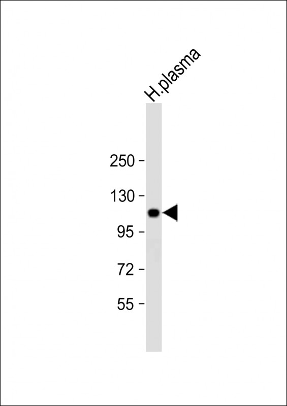 ITIH4