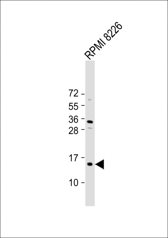 ZNRD1