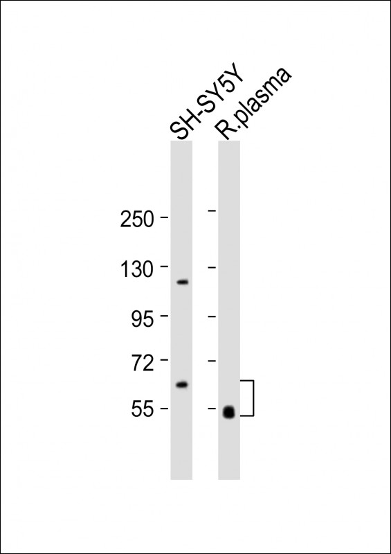 GAS6