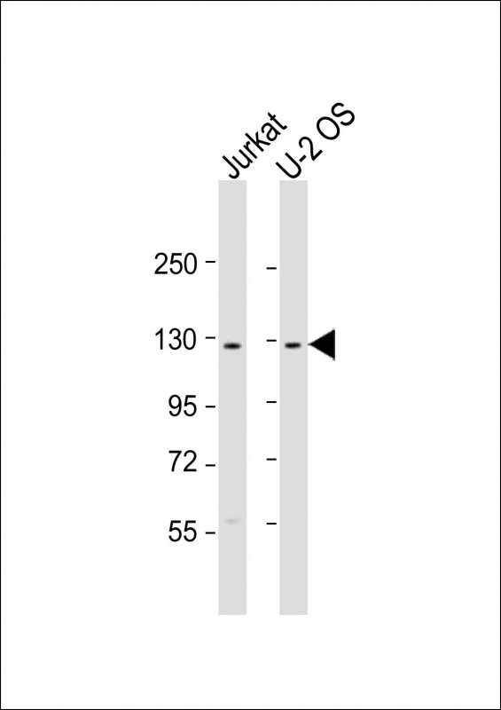 CENTG1