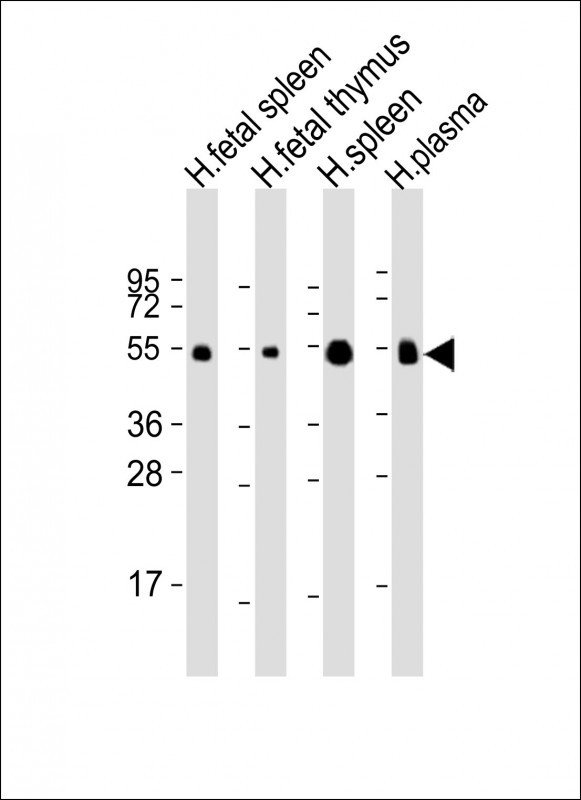 IGHG1
