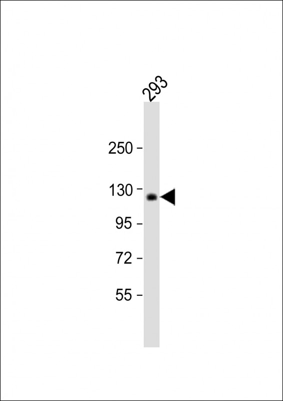COL1A2 (N-term)
