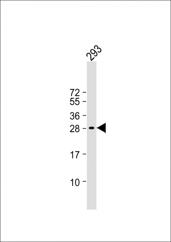 C19orf38