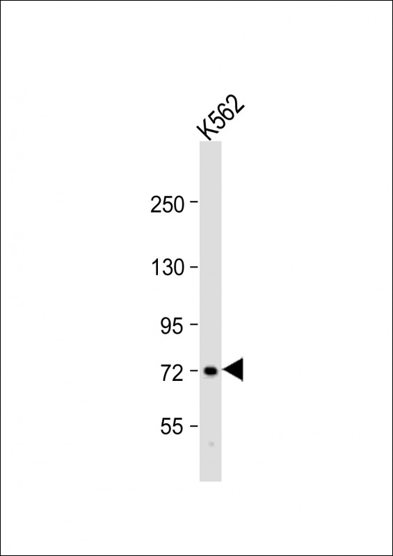 WDR42C (N-term)