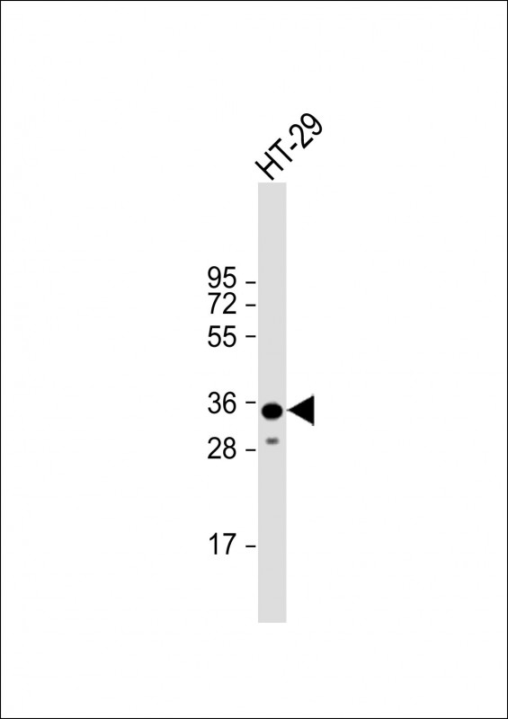 LGALS4 (N-term)