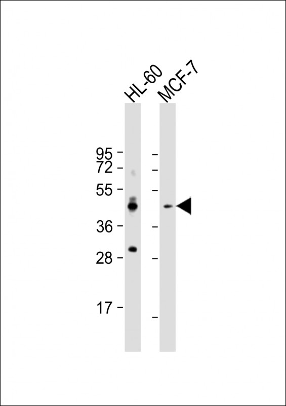 CCR10 (N-term)