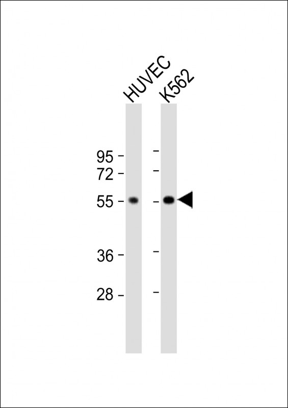 AVPR1B