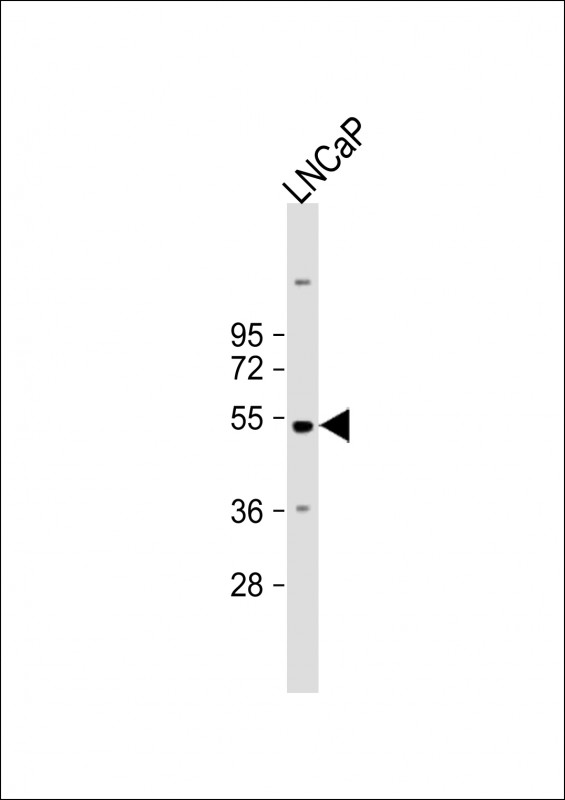 SHMT1 (N-term)