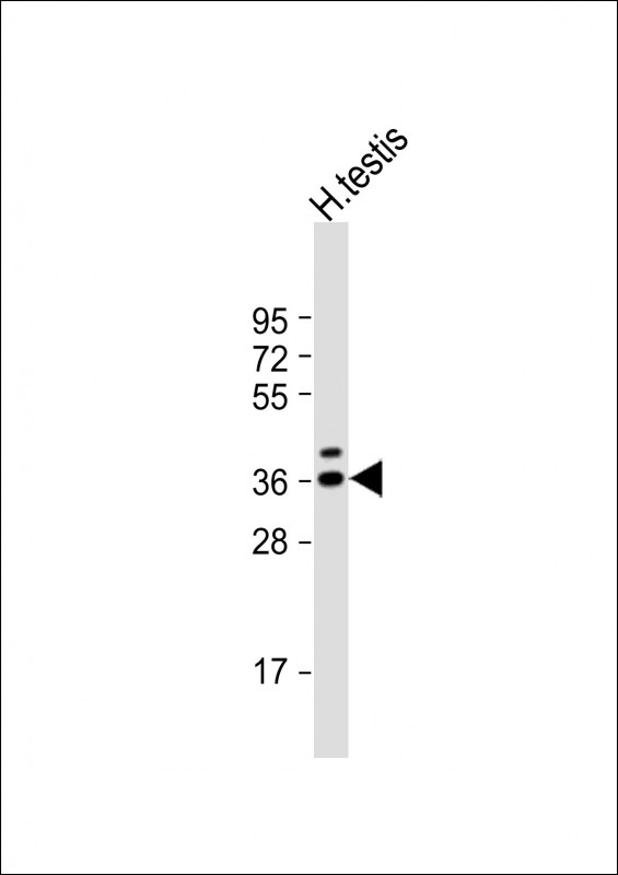 TSPY3
