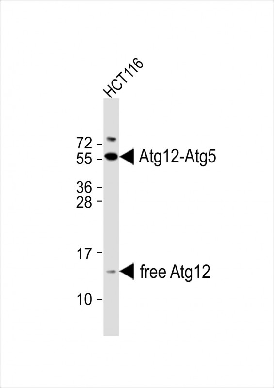 ATG12 (N-term)