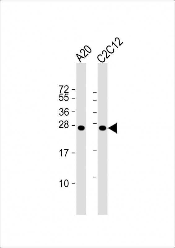 mouse BAD (Center S112/S111/Y113)