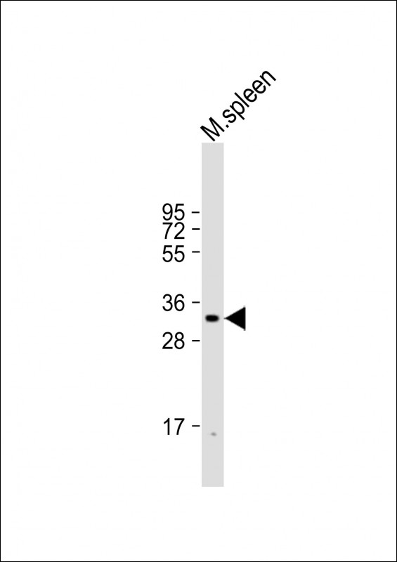 mouse CASP3 (N-term S12)