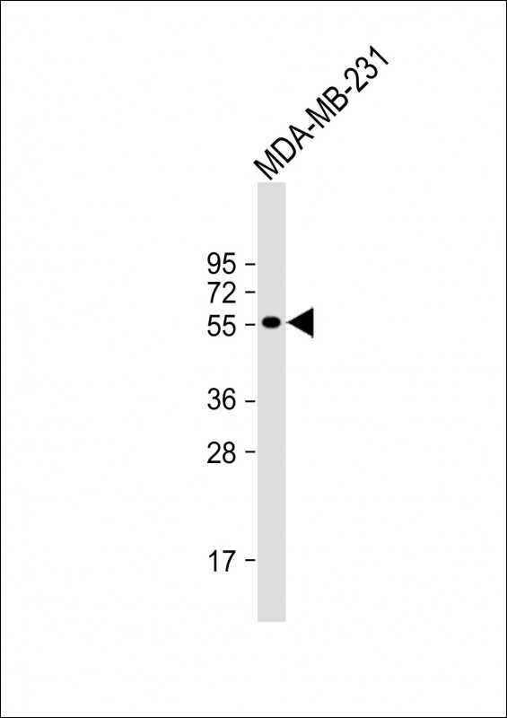 DMP1 (N-term)