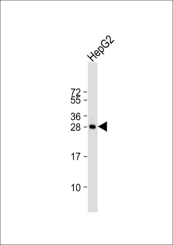 HILS1 (N-term)