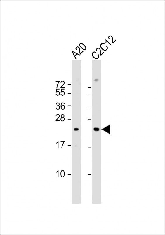 Mouse BAD (Center S134)