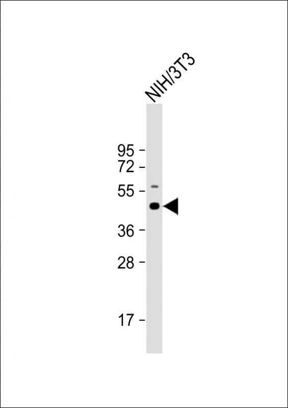 Mouse Shc1(Center)