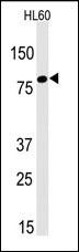 Rabbit Polyclonal Antibody to LEO1 (N-term)