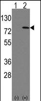 Rabbit Polyclonal Antibody to LEO1 (N-term)