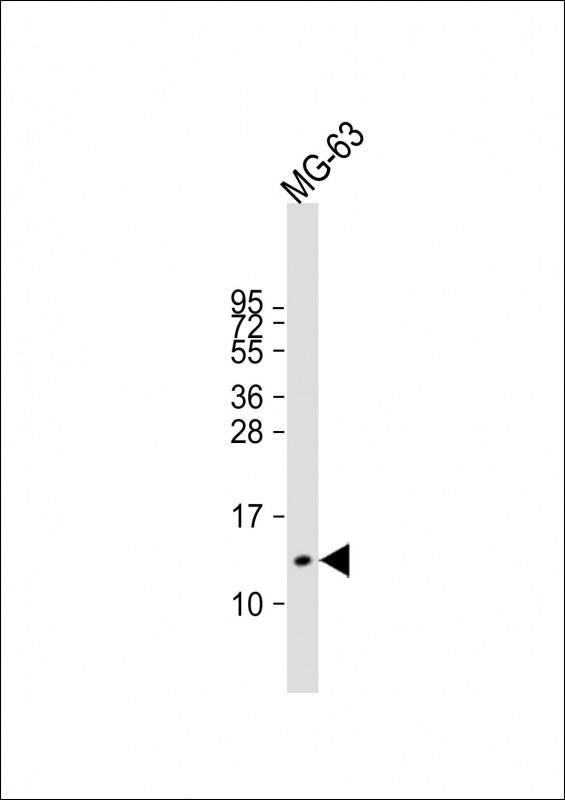 Osteocalcin (N-term)