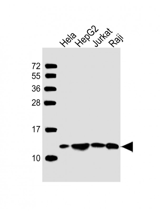 HSPE1