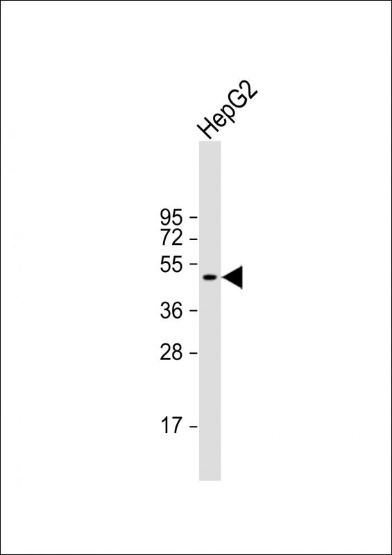 BCL6B