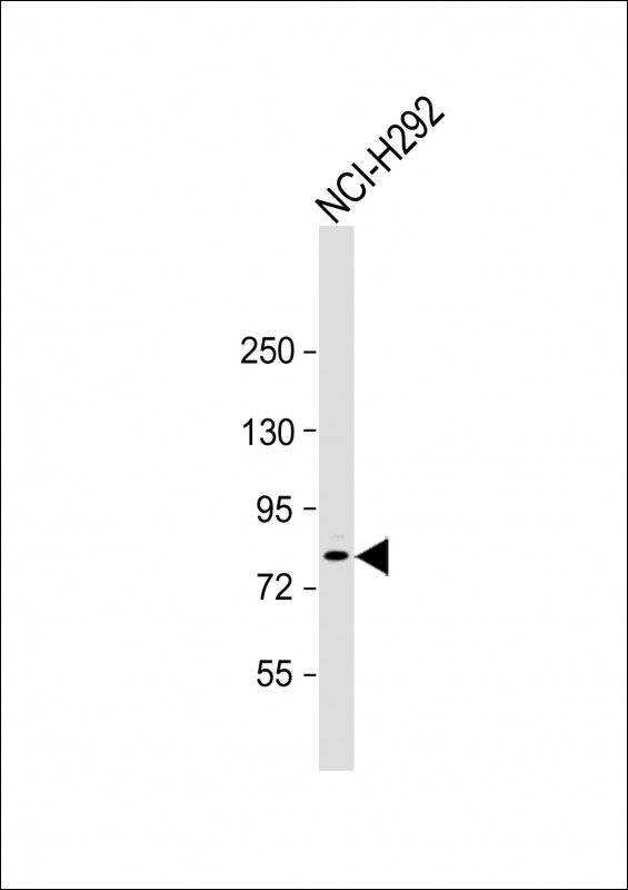 ZNF12 (N-term)