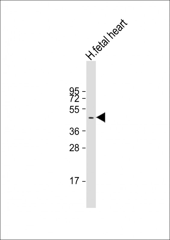 ZDHHC18