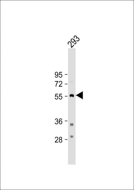 TPH1 (N-term)